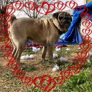 Meet your Posher, Janet